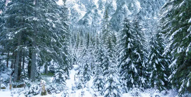 "Frost-kissed spruce amidst a serene winter mountain landscape"