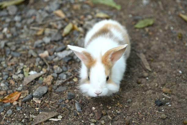 istock A cute white and brown rabbit on a farm 1842459423