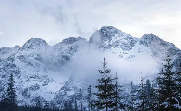 Majestic snow-covered mountain with pine and spruce trees at dawn.