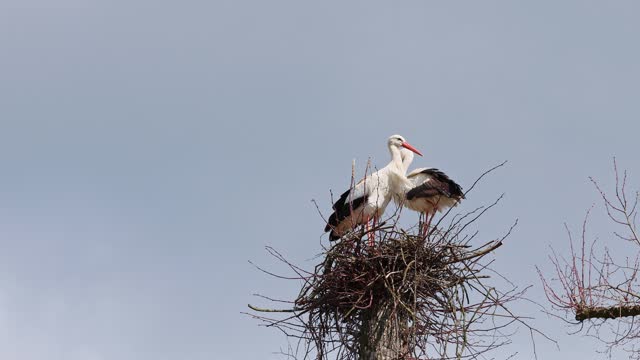 European white Stork, Ciconia ciconia on the nest in Oettingen, Swabia, Bavaria, Germany, Europe