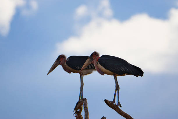 Marabu in Tsavo East, Tsavo West and Amboseli National Park in Kenya Marabu  im Nationalpark Tsavo Ost, Tsavo West und Amboseli in Kenia marabu stork stock pictures, royalty-free photos & images