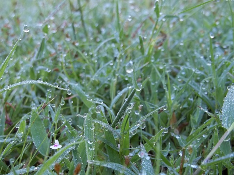 the grass is filled with dew in the morning. the dew that comes out looks fresh. Dew will come out when there is a difference in air pressure