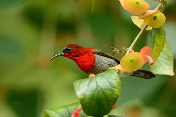 istock male Crimson Sunbird (Aethopyga siparaja) 184248599