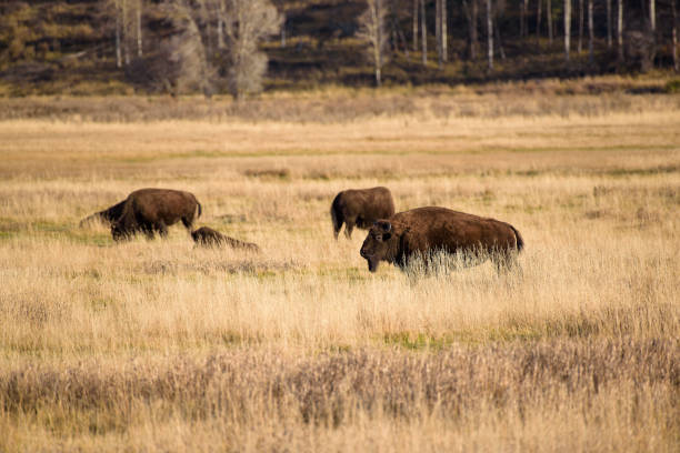 istock Profile view of a bison in a herd 1842488643