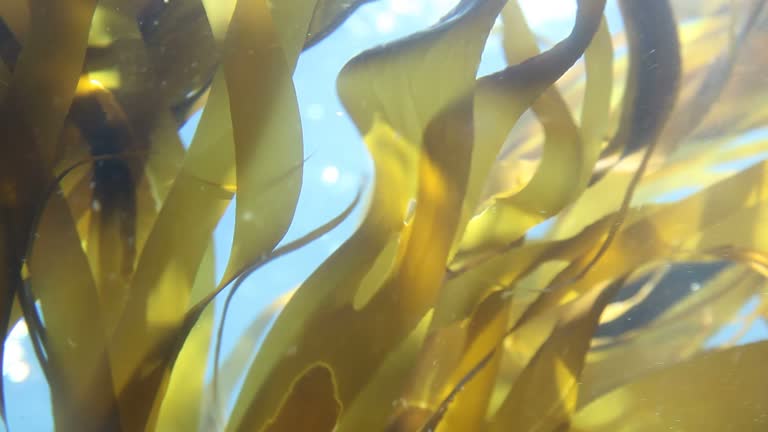 Kelp