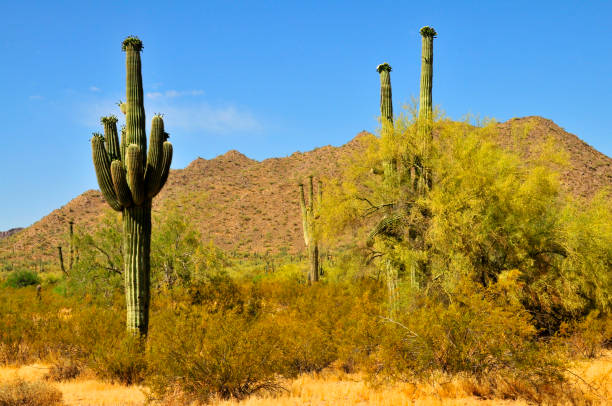 istock Old Saguaro Cactus Sonora desert Arizona 1842504060
