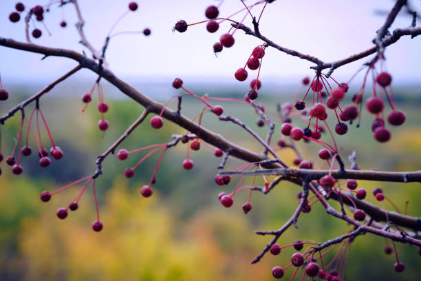 Apples ranetki background yellow autumn foliage