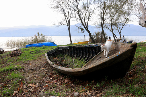 Old small boats on land on the lake shore