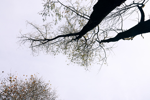 Silhouette tree in blue sky