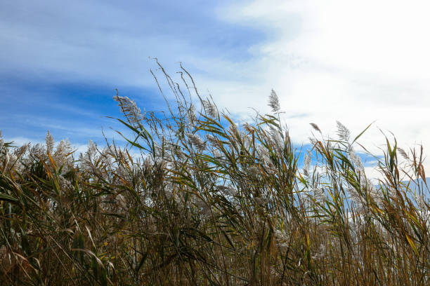 Beach plant leaves moving in the wind