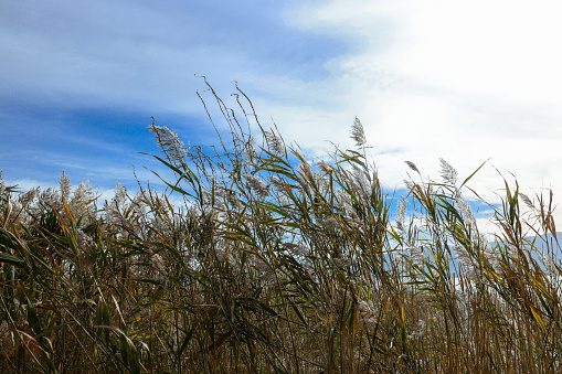 withered grass in autumn
