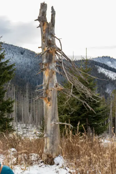 "Winter landscape with old, dry, shriveled tree standing on mountain terrain"