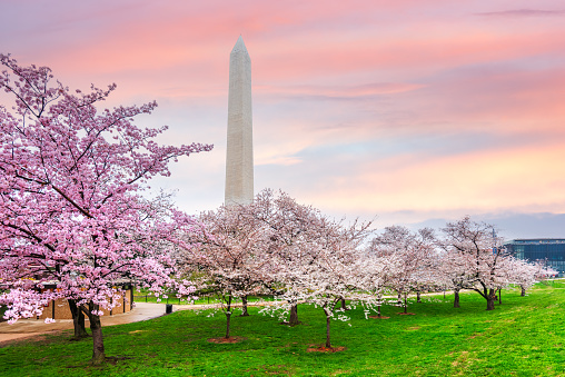 Washington DC, USA with the Washington Monument during spring cherry blossoms season.