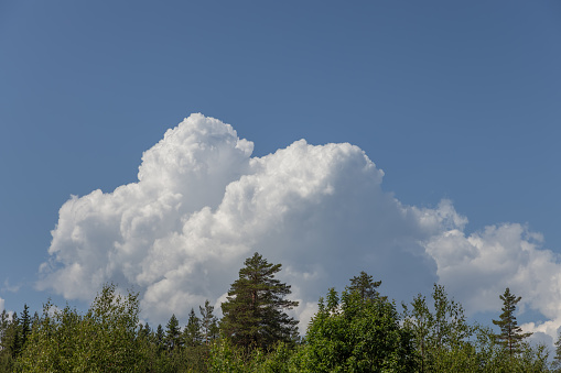 Lush coniferous forest at the forefront, with majestic cumulus clouds adorning the azure sky