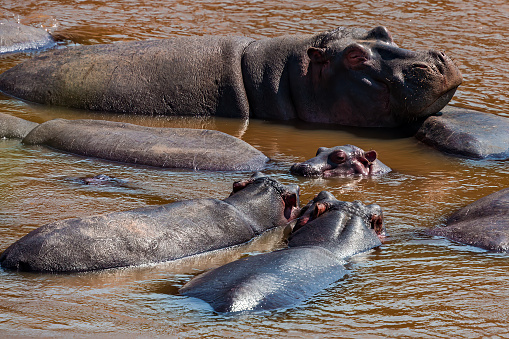 Giant Hippopotamus and his family in Mara River