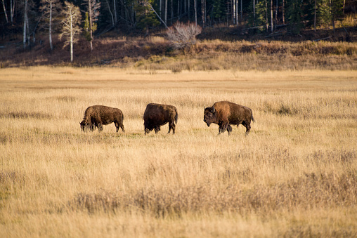 Three bison roam an open field in Grand Teton National Park.