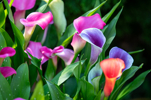 Calla lilies in a garden in Ontario, Canada.