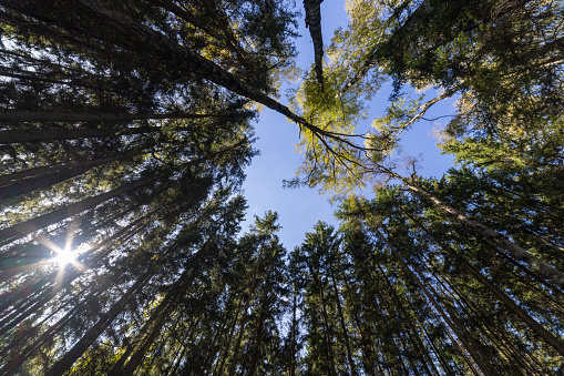 Birch tree in the pine forest, wide angle view in upward direction at summer day