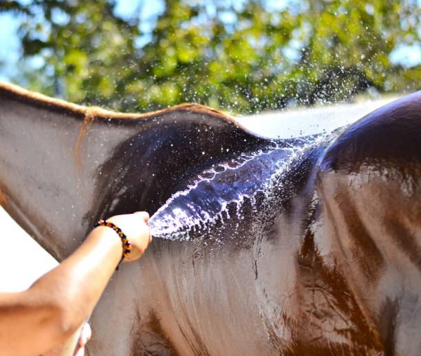 istock Close up Horse having a shower 1842572334