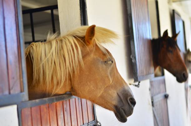 istock Horse portrait 1842572335