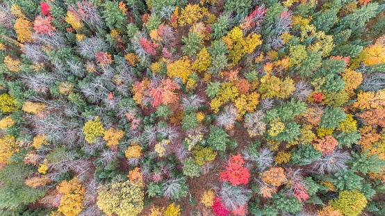 Tree Top Autumn Colors. Roscommon, Michigan