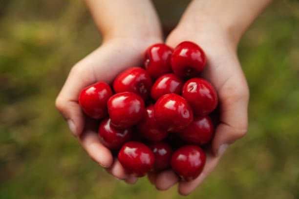 istock boy holding sweet cherries in his hands 1842588272
