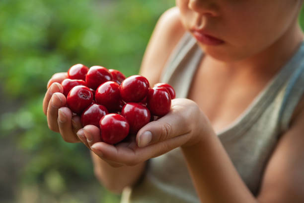boy holding sweet cherries in his hands. DIY garden