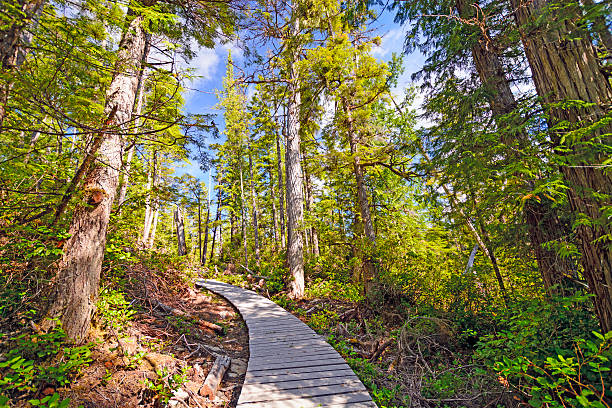 Trail by ocean cliff coast on Bonaventure Island in Quebec, Canada by Gaspesie, Gaspe region