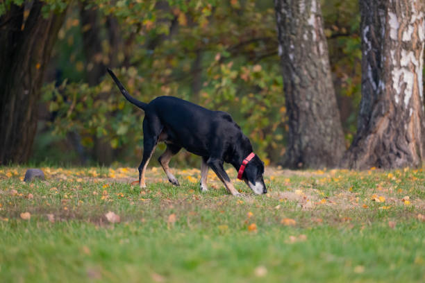 istock Dog in the park 1842590561