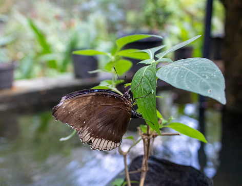 the blue morpho butterfly