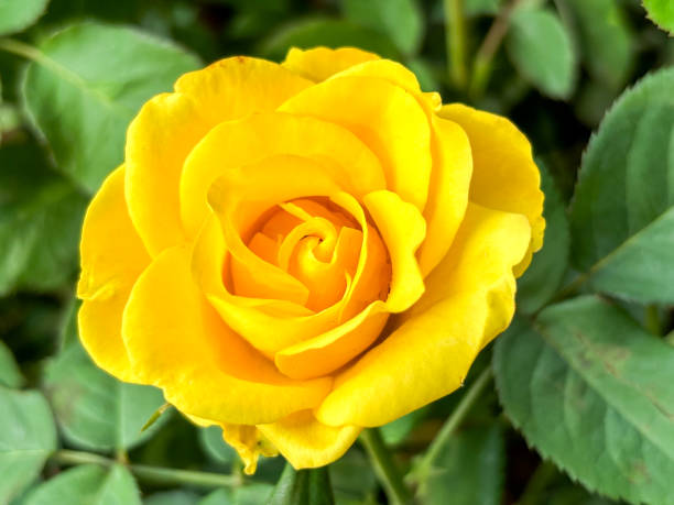 istock Floribunda Golden Years Rose 1842598467