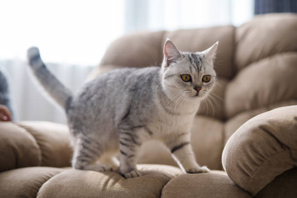 Scottish white cat lies on a sofa in an apartment