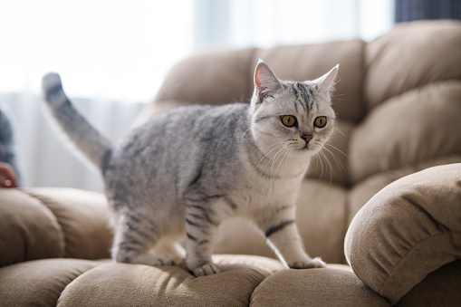 The cat is playing on the sofa in the living room