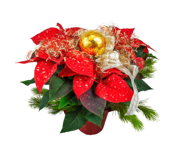 istock Isolated potted poinsettia flower 1842611624