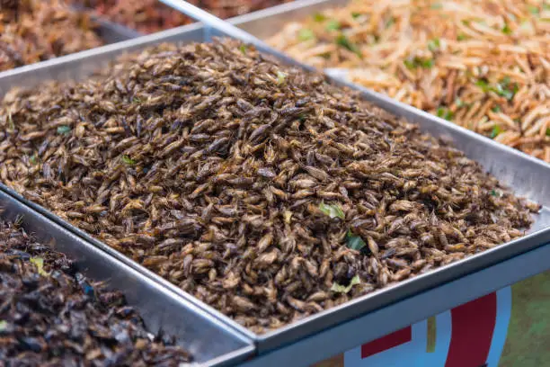 Photo of a lot of cicada fried in the tray at street food shop