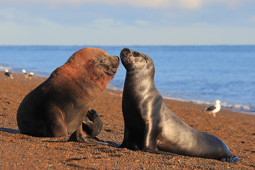 South American sea lions or southern sea lions or patagonian sea lions, Otaria flavescens, socializing on the beach of Punta Norte in the Valdes Peninsula, Patagonia, Argentina