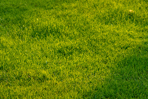 Green meadow background with healthy vibrant grass in sunny garden.