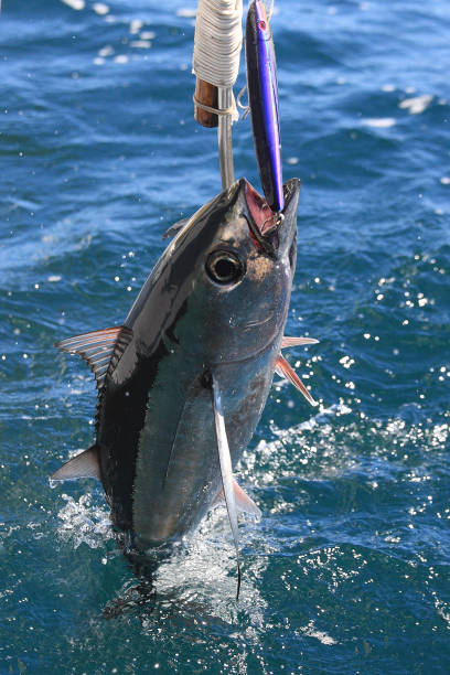 istock albacore, Thunnus alalunga, Cape Point, South Africa 1842621063