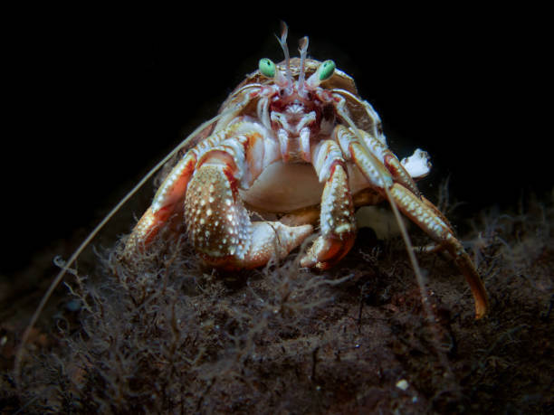 istock Hermit crab with beautiful green eyes 1842626401