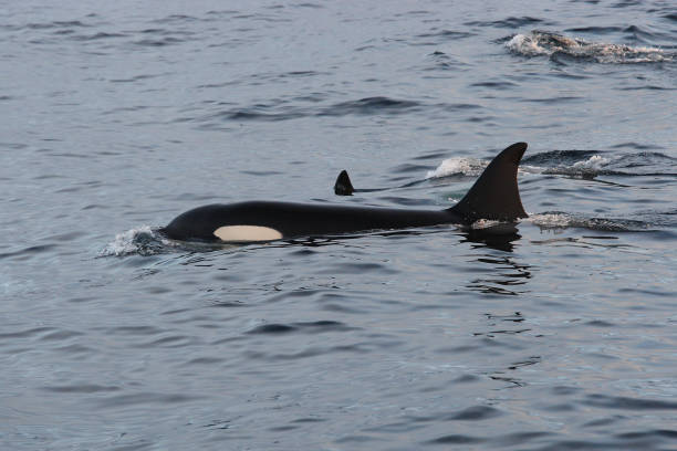 istock orca or killer whale, Orcinus orca, encountered off Skjervoy, Norway 1842627548