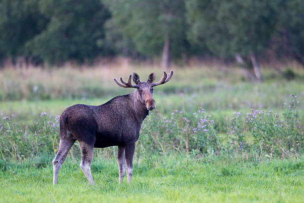 elchbulle, moose - alce maschio foto e immagini stock