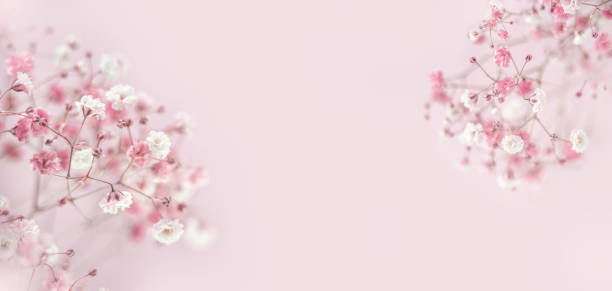 istock Pink background of branches Gypsophyla flower. Flat lay, copy space. 1842632429