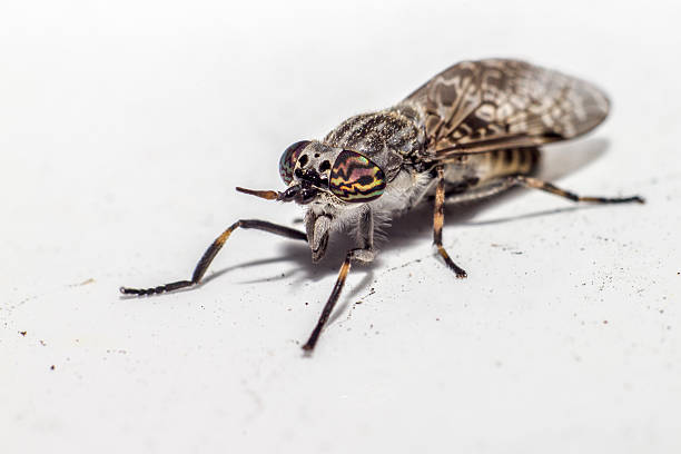 istock Portrait of a horse fly 184263398