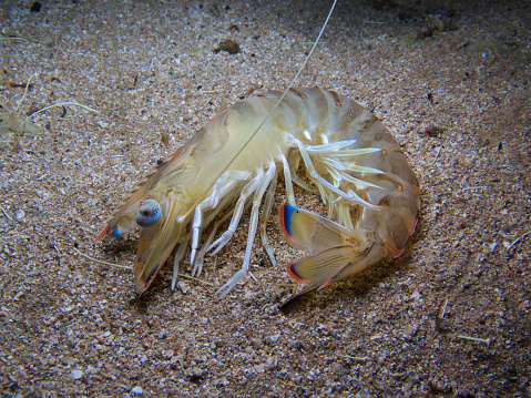 Shrimp playing dead while being photographed