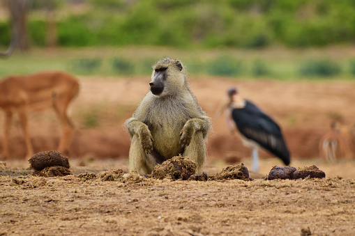 Affen in einer Hotelanlage in Kenia