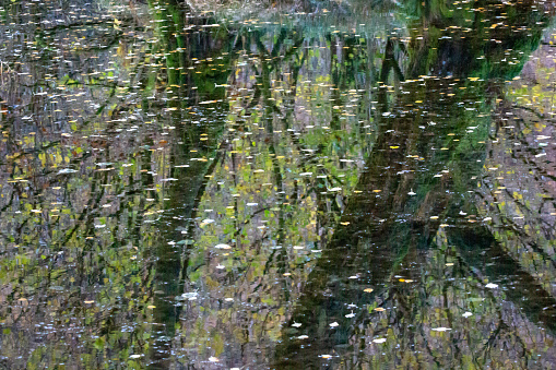 The image of the forest reflected on the surface of the water