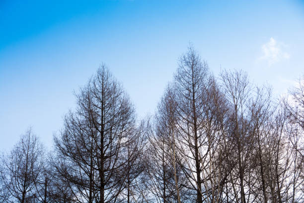 Leafless grove on a sunny day in winter
