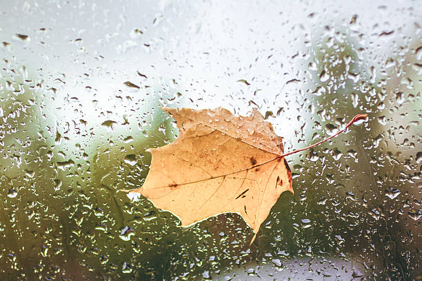 istock Wet and rainy autumn leaves 184265202