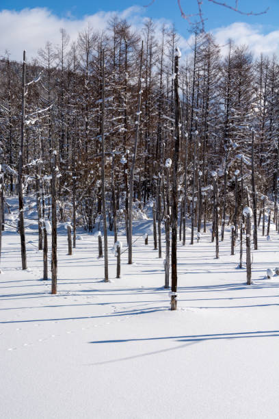 istock Snow-covered winter blue pond in Biei with blue sky 1842653408