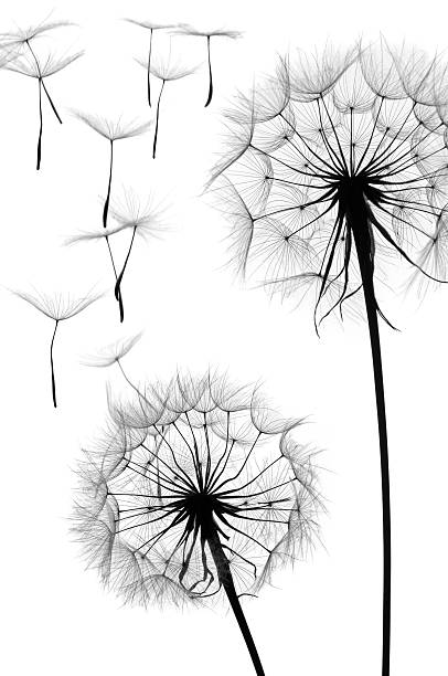 istock Black and white graphic image of a dandelion in seed 184265384